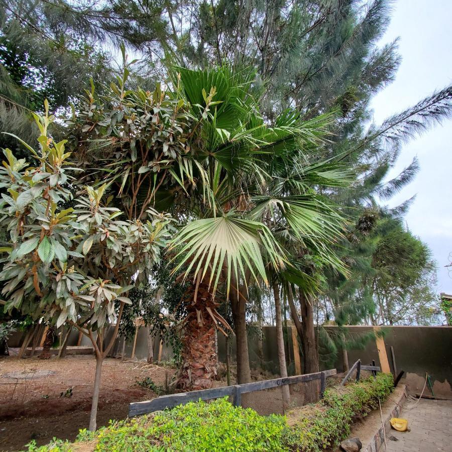 Hotel Palm Nest - Near Jkia Nairobi Exterior foto